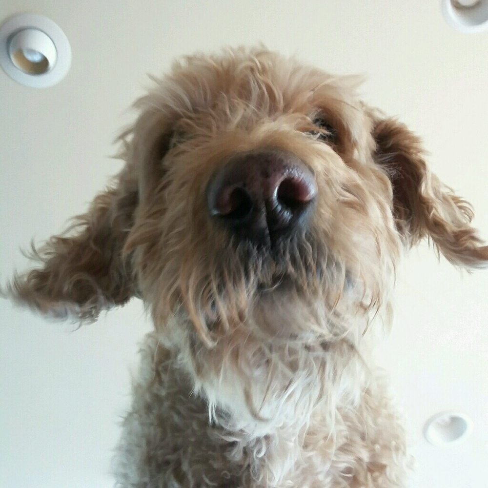 Meet your Posher, Susan